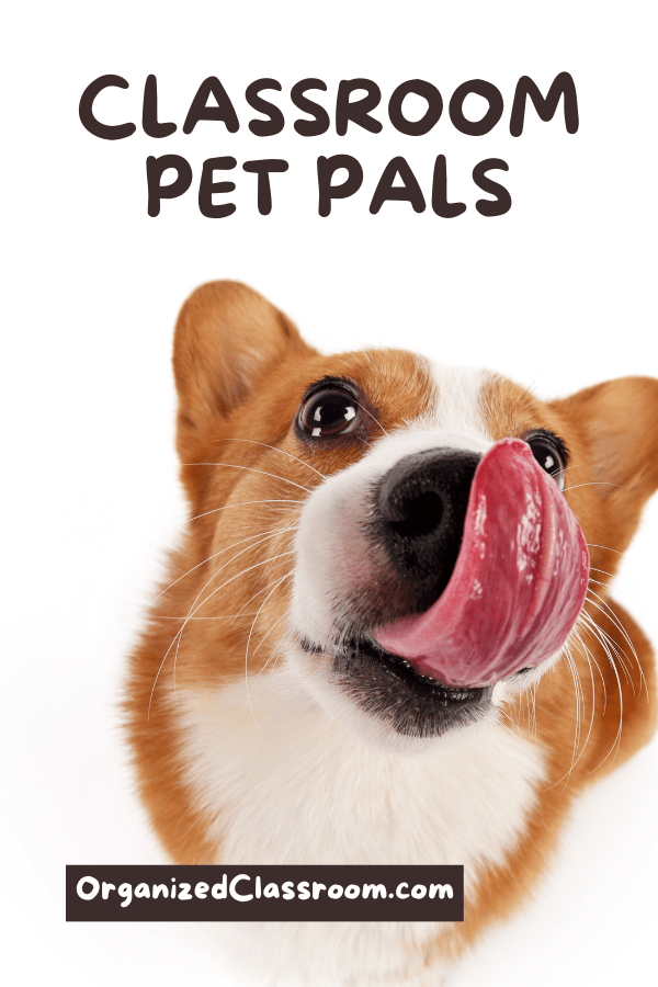 Classroom Pet Pals is wonderful for establishing responsibility and confidence.